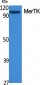 MerTK Polyclonal Antibody